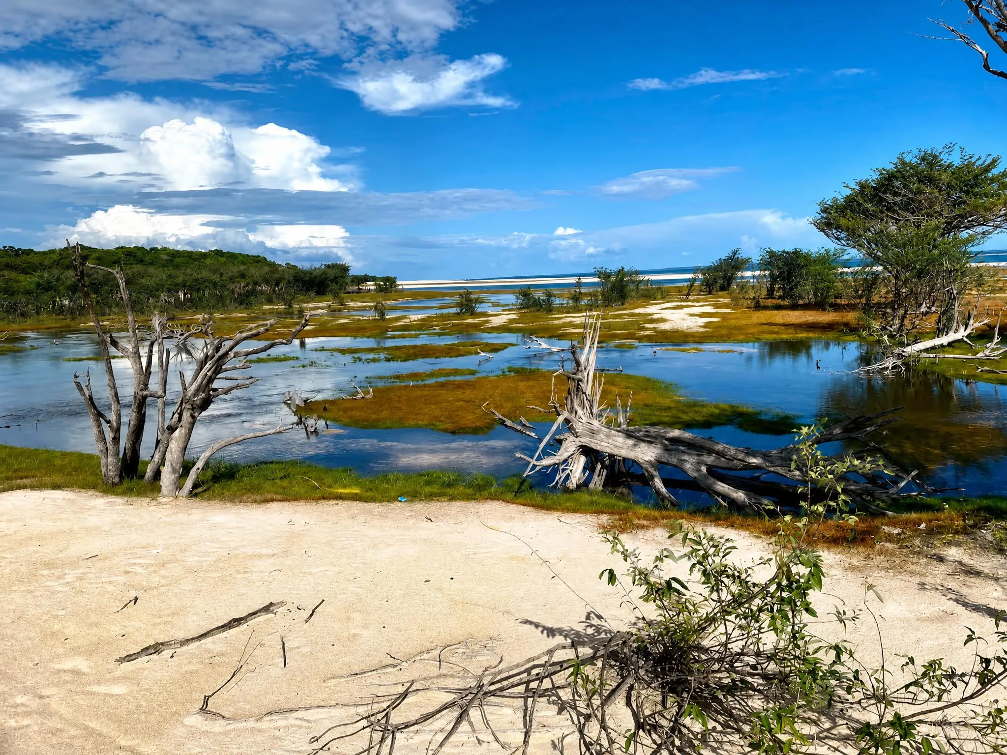 A flooded area of blue water cutting through carpets of orange-toned vegetation, with pale dry trunks lying on the surface