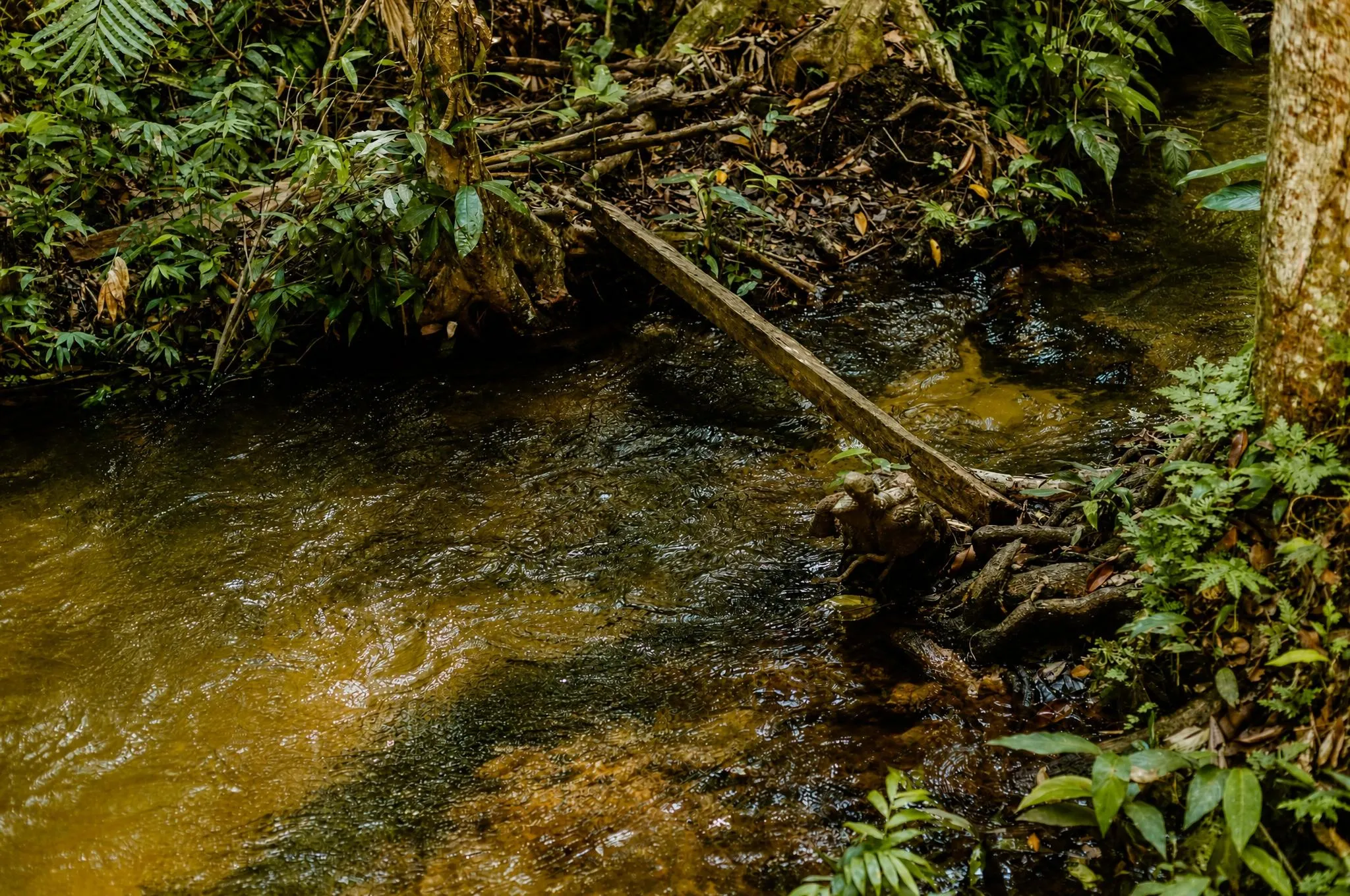 A dark-water igarapé stream running through the dense forest vegetation