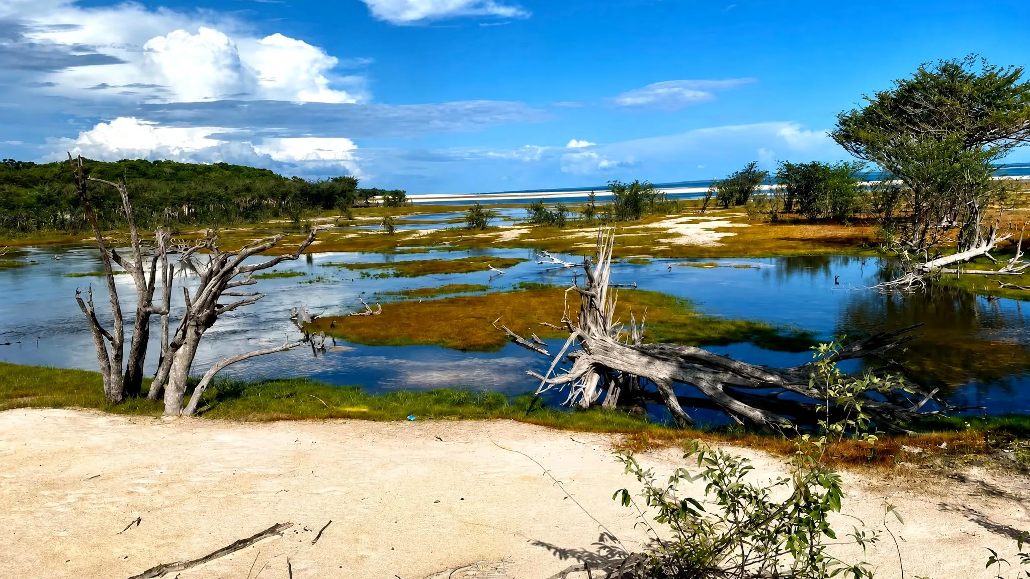 Floresta alagada na cheia, com troncos brancos secos saindo da água rasa e a praia ao fundo