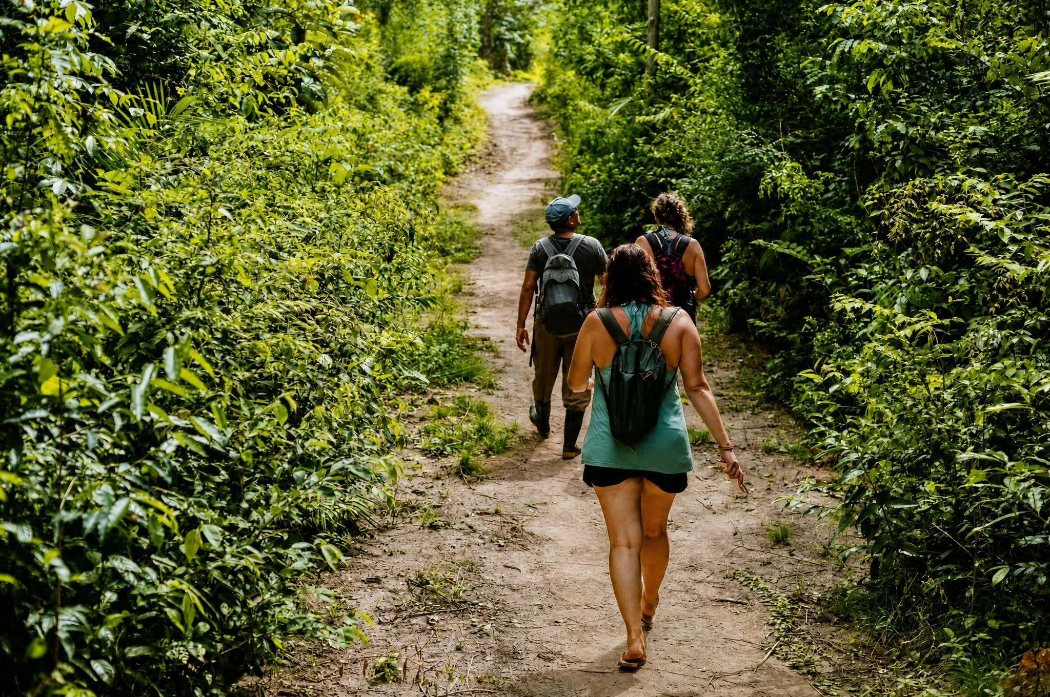 A group of hikers with backpacks climbing a pale sand trail, between walls of tall vegetation